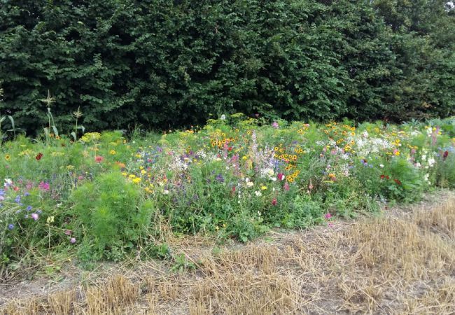 Image - Blühfläche